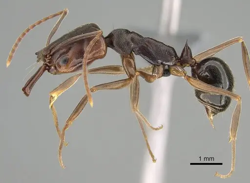 Odontomachus ruginodis specimen CASENT0767681 image casent0767681_3