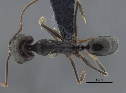 Odontomachus ruginodis specimen CBUMAGENT41705 image cbumagent41705_1