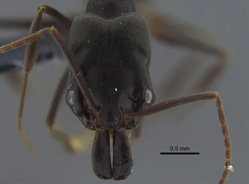 Odontomachus ruginodis specimen CBUMAGENT41705 image cbumagent41705_2