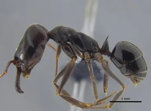 Odontomachus ruginodis specimen CBUMAGENT41705 image cbumagent41705_3