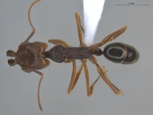 Odontomachus ruginodis specimen ECOFOG-BOUM-0014-01 image ecofog-boum-0014-01_1