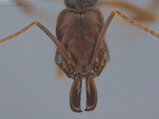 Odontomachus ruginodis specimen ECOFOG-BOUM-0014-01 image ecofog-boum-0014-01_2