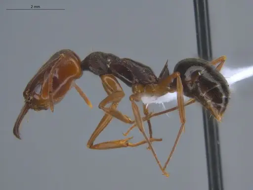 Odontomachus ruginodis specimen ECOFOG-BOUM-0014-01 image ecofog-boum-0014-01_3