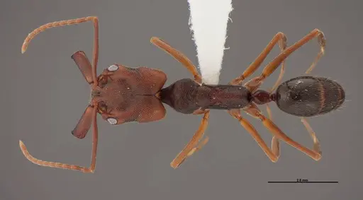 Odontomachus ruginodis specimen FMNHINS0000078502 image fmnhins0000078502_1