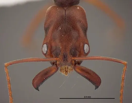 Odontomachus ruginodis specimen FMNHINS0000078502 image fmnhins0000078502_2