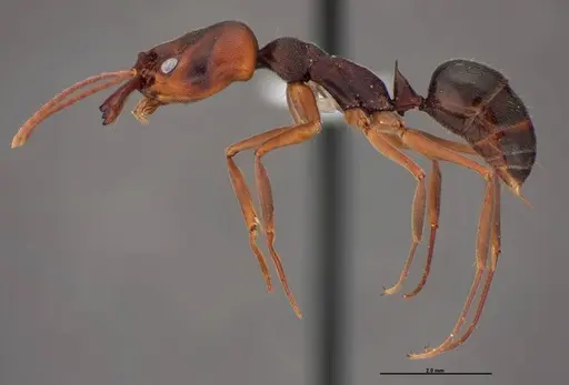 Odontomachus ruginodis specimen FMNHINS0000078502 image fmnhins0000078502_3