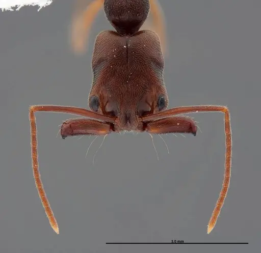 Odontomachus ruginodis specimen FMNHINS0000088684 image fmnhins0000088684_1