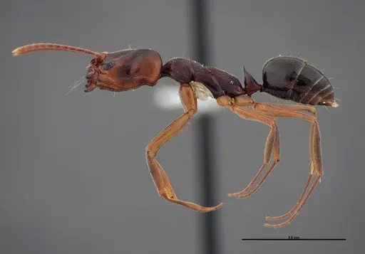 Odontomachus ruginodis specimen FMNHINS0000088684 image fmnhins0000088684_2