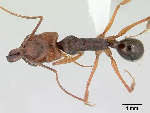 Odontomachus ruginodis specimen ICCDRS0013038 image iccdrs0013038_1