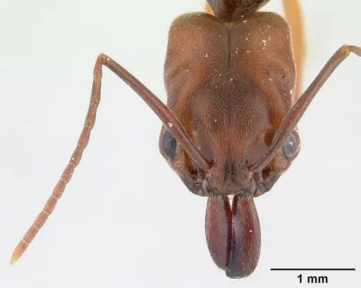 Odontomachus ruginodis specimen ICCDRS0013038 image iccdrs0013038_2