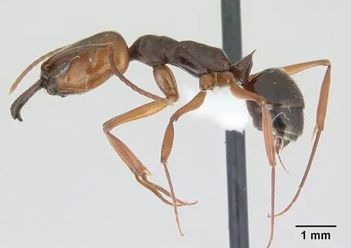 Odontomachus ruginodis specimen ICCDRS0013038 image iccdrs0013038_3