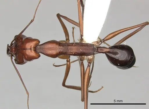 Odontomachus saevissimus specimen CASENT0270626 image casent0270626_1