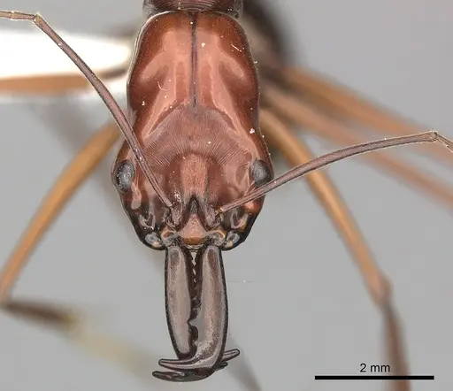 Odontomachus saevissimus specimen CASENT0270626 image casent0270626_2