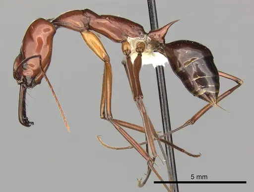 Odontomachus saevissimus specimen CASENT0270626 image casent0270626_3