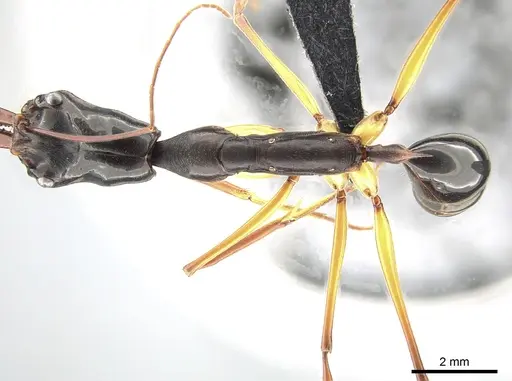Odontomachus saevissimus specimen CASENT0650355 image casent0650355_1