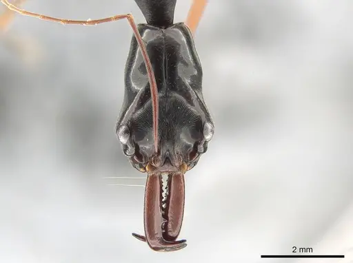 Odontomachus saevissimus specimen CASENT0650355 image casent0650355_2