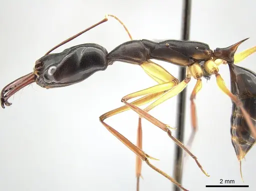 Odontomachus saevissimus specimen CASENT0650355 image casent0650355_3
