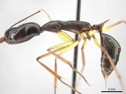 Odontomachus saevissimus specimen CASENT0650355 image casent0650355_4