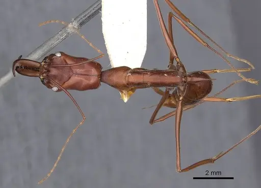 Odontomachus saevissimus specimen CASENT0900615 image casent0900615_1