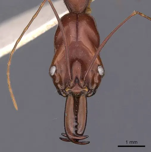 Odontomachus saevissimus specimen CASENT0900615 image casent0900615_2