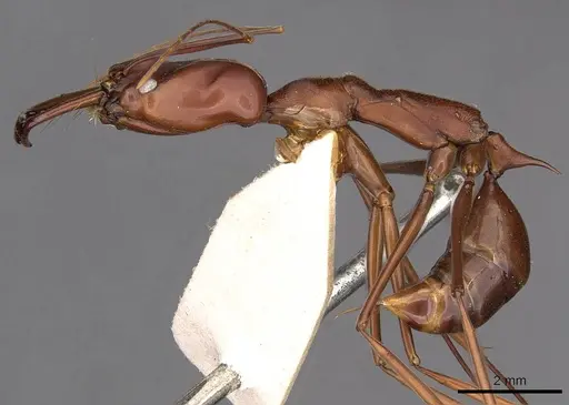 Odontomachus saevissimus specimen CASENT0900615 image casent0900615_3