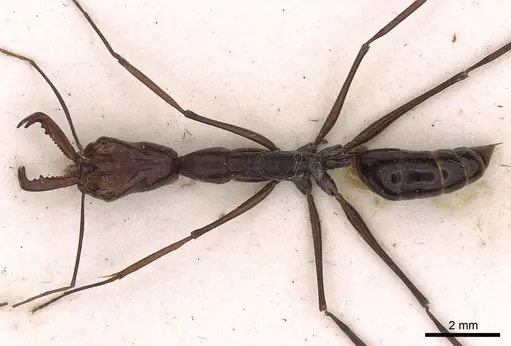 Odontomachus saevissimus specimen CASENT0900616 image casent0900616_1