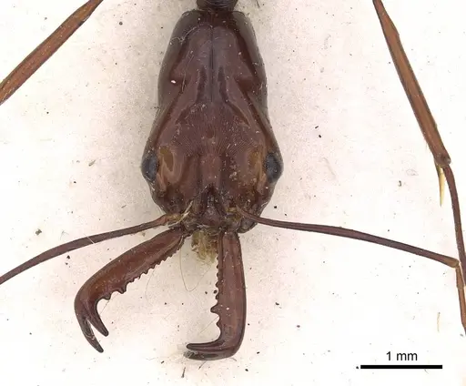 Odontomachus saevissimus specimen CASENT0900616 image casent0900616_2