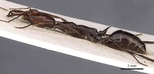 Odontomachus saevissimus specimen CASENT0900616 image casent0900616_3