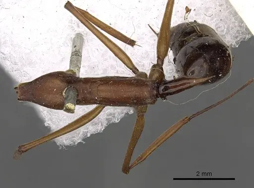 Odontomachus saevissimus specimen CASENT0900658 image casent0900658_1