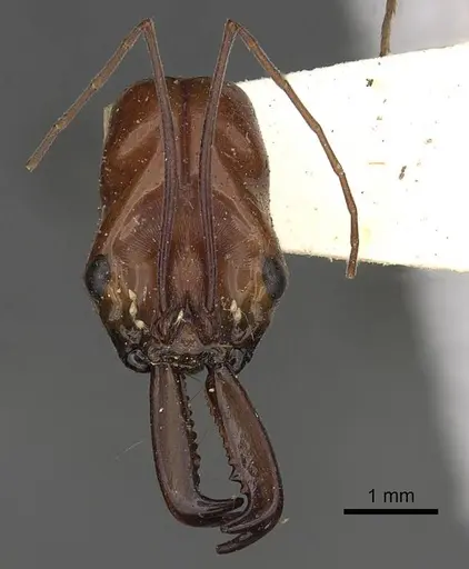 Odontomachus saevissimus specimen CASENT0900658 image casent0900658_2