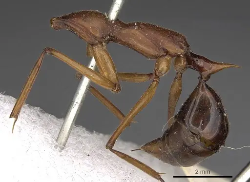 Odontomachus saevissimus specimen CASENT0900658 image casent0900658_3