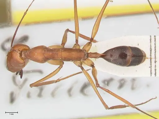 Odontomachus saevissimus specimen FOCOL1067 image focol1067_1