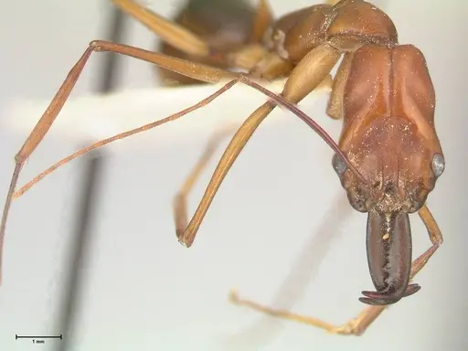 Odontomachus saevissimus specimen FOCOL1067 image focol1067_2
