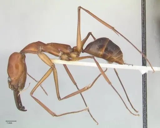 Odontomachus saevissimus specimen FOCOL1067 image focol1067_3