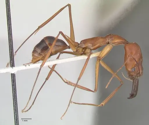 Odontomachus saevissimus specimen FOCOL1067 image focol1067_4