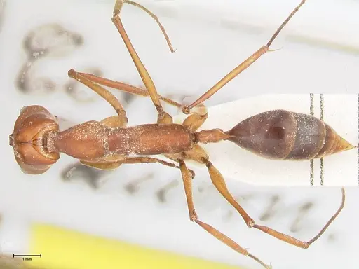 Odontomachus saevissimus specimen FOCOL1068 image focol1068_1