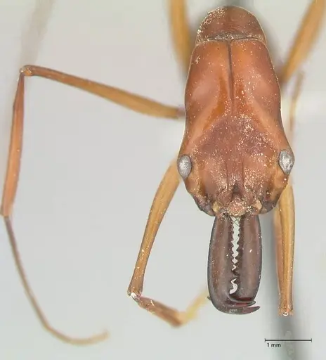 Odontomachus saevissimus specimen FOCOL1068 image focol1068_2