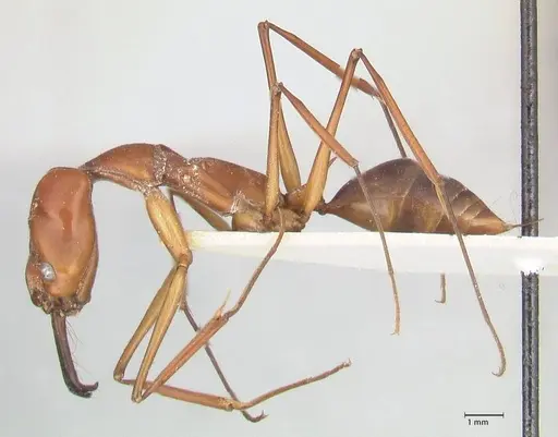 Odontomachus saevissimus specimen FOCOL1068 image focol1068_3