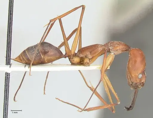 Odontomachus saevissimus specimen FOCOL1068 image focol1068_4