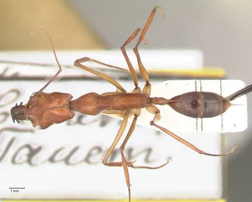Odontomachus saevissimus specimen FOCOL1069 image focol1069_1