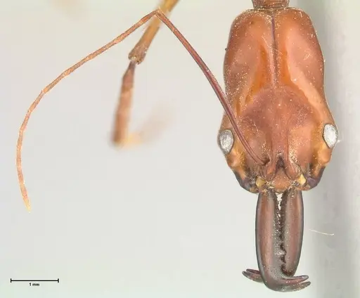 Odontomachus saevissimus specimen FOCOL1069 image focol1069_2