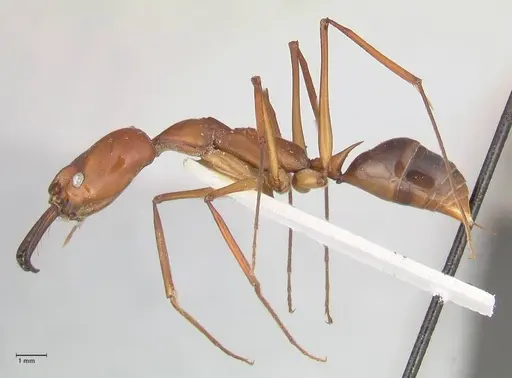 Odontomachus saevissimus specimen FOCOL1069 image focol1069_3