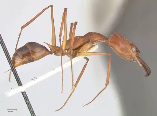 Odontomachus saevissimus specimen FOCOL1069 image focol1069_4