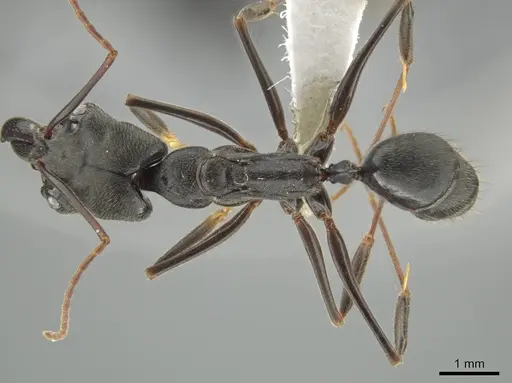 Odontomachus scalptus specimen CASENT0645980 image casent0645980_1