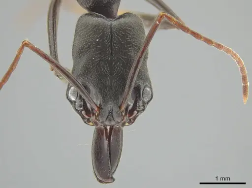 Odontomachus scalptus specimen CASENT0645980 image casent0645980_2