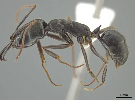 Odontomachus scalptus specimen CASENT0645980 image casent0645980_3