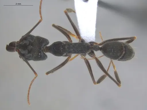 Odontomachus scalptus specimen ECOFOG-IT14-0289-03 image ecofog-it14-0289-03_1