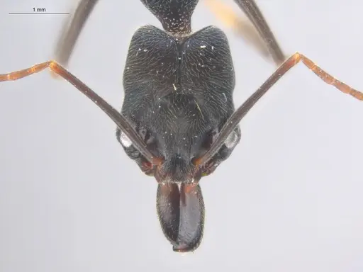 Odontomachus scalptus specimen ECOFOG-IT14-0289-03 image ecofog-it14-0289-03_2