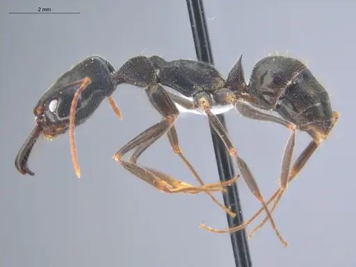 Odontomachus scalptus specimen ECOFOG-IT14-0289-03 image ecofog-it14-0289-03_3