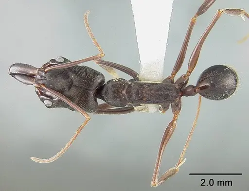 Odontomachus scalptus specimen USNMENT00441735 image usnment00441735_1